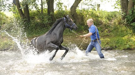 CAV Wasser Wasser-Training Stefan Valentin Horsemanship_19
