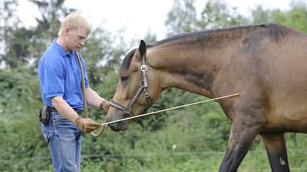 CAV Wasser Wasser-Training Stefan Valentin Horsemanship_06