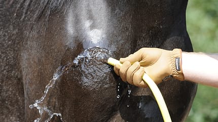 CAV Wasser Wasser-Training Stefan Valentin Horsemanship_08