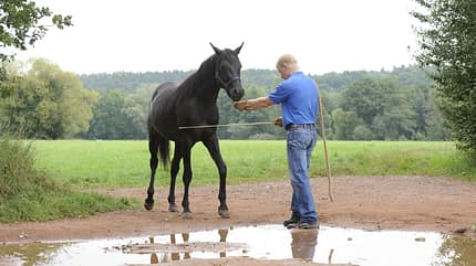 CAV Wasser Wasser-Training Stefan Valentin Horsemanship_14