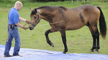 CAV Wasser Wasser-Training Stefan Valentin Horsemanship_07