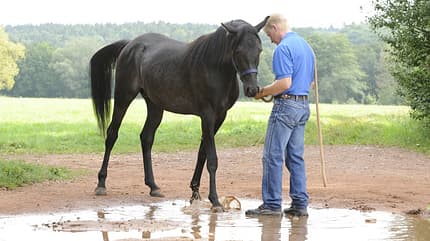 CAV Wasser Wasser-Training Stefan Valentin Horsemanship_15