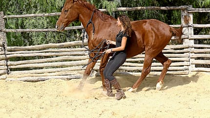 CAV Kenzie Dysli Freiheitsdressur Horsemanship Halsring CAV Kenzie Dysli Freiheitsdressur Horsemanship Halsring