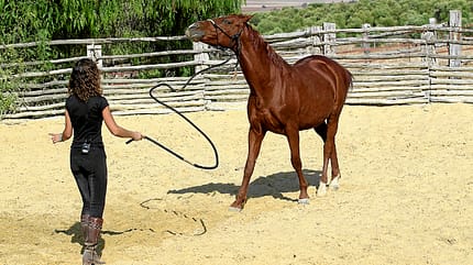 CAV Kenzie Dysli Freiheitsdressur Horsemanship Halsring Academie CAV Kenzie Dysli Freiheitsdressur Horsemanship Halsring Academie