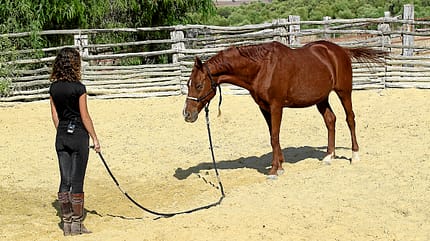 CAV Kenzie Dysli Freiheitsdressur Horsemanship Halsring Academie CAV Kenzie Dysli Freiheitsdressur Horsemanship Halsring Academie