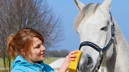 CAV Thoty Top Horse of the Year 2012 Pferde richtig fotografieren CAV Thoty Top Horse of the Year 2012 Pferde richtig fotografieren