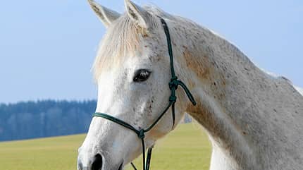 CAV Thoty Top Horse of the Year 2012 Pferde richtig fotografieren CAV Thoty Top Horse of the Year 2012 Pferde richtig fotografieren