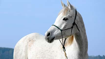 CAV Thoty Top Horse of the Year 2012 Pferde richtig fotografieren CAV Thoty Top Horse of the Year 2012 Pferde richtig fotografieren