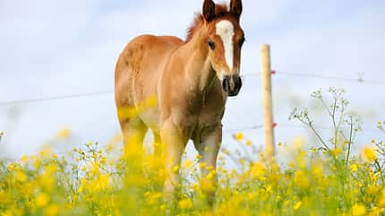 CAV Pferd Herde Weide Koppel Grasen Fohlen