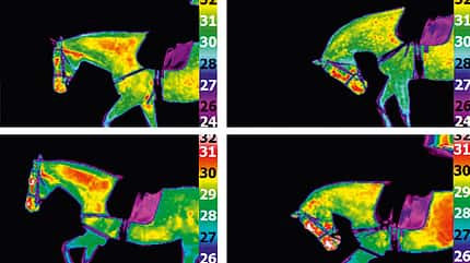 CAV Rollkur Thermografie Neustadt-Dosse CAV Rollkur Thermografie Neustadt-Dosse