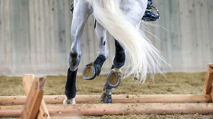 CAV Cavaletti Reiten Pferdebeine Bandagen Eisen Schimmel Schweif CAV Cavaletti Reiten Pferdebeine Bandagen Eisen Schimmel Schweif