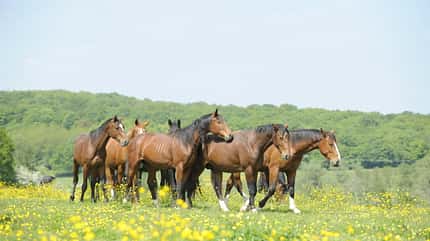CAV Pferd Herde Weide Koppel Grasen CAV Pferd Herde Weide Koppel Grasen