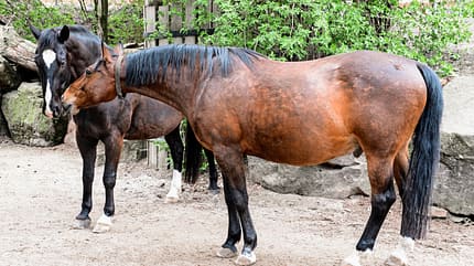 cav-201904-stallwechsel-zuhause-der-zukunft-lir2785-mit-680x330v-amendo (jpg) cav-201904-stallwechsel-zuhause-der-zukunft-lir2785-mit-680x330v-amendo (jpg)