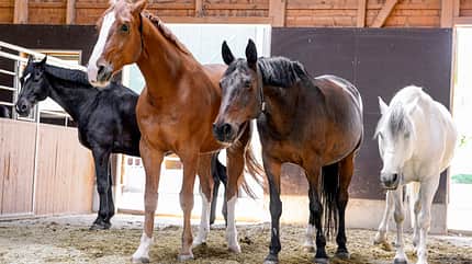 cav-201904-stallwechsel-lir6041-mit-TEASER-v-amendo (jpg) cav-201904-stallwechsel-lir6041-mit-TEASER-v-amendo (jpg)