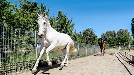 cav-201904-stallwechsel-zuhause-der-zukunft-lir6248-mit-TEASER-v-amendo (jpg) cav-201904-stallwechsel-zuhause-der-zukunft-lir6248-mit-TEASER-v-amendo (jpg)