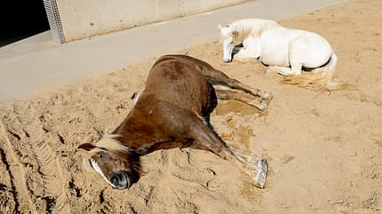 cav-201904-stallwechsel-zuhause-der-zukunft-lir8117-mit-680x330v-amendo (jpg) cav-201904-stallwechsel-zuhause-der-zukunft-lir8117-mit-680x330v-amendo (jpg)
