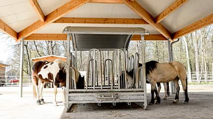 cav-201904-stallwechsel-zuhause-der-zukunft-lir8308-mit-680x330v-amendo (jpg) cav-201904-stallwechsel-zuhause-der-zukunft-lir8308-mit-680x330v-amendo (jpg)