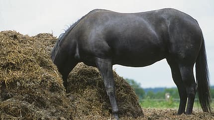 CAV 1208 Fundstücke_5 CAV 1208 Fundstücke_5
