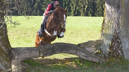 CAV Jagdreiten Marbach CAV Jagdreiten Marbach