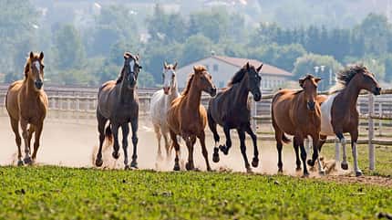 CAV Tennessee Walker Walkaway Farm 3 CAV Tennessee Walker Walkaway Farm 3