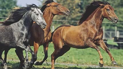 7 CAV Kotwasser_2 7 CAV Kotwasser_2