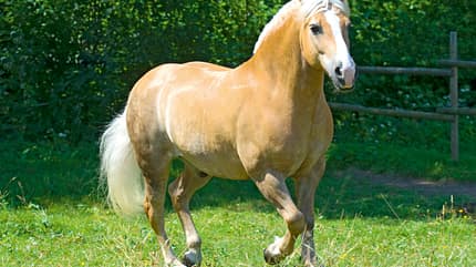 CAV Dickes Pferd Haflinger Teaser CAV Dickes Pferd Haflinger Teaser