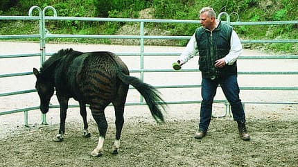 CAV Zebra Zesel Rasse CAV Zebra Zesel Rasse