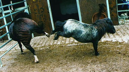 CAV Zebra Zesel Rasse CAV Zebra Zesel Rasse