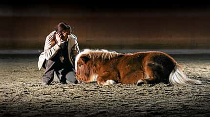 CAV Kolik Pony Liegen CAV Kolik Pony Liegen