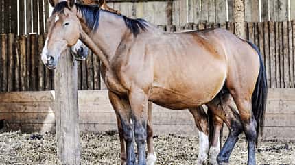 CAV Pferd Schlaf Schlafmangel Dösen CAV Pferd Schlaf Schlafmangel Dösen