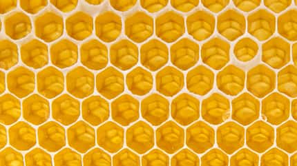 CAV Waben Honig Propolis CAV Waben Honig Propolis