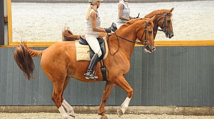 cav-201811-musik-lir0079-v-amendo (jpg) cav-201811-musik-lir0079-v-amendo (jpg)