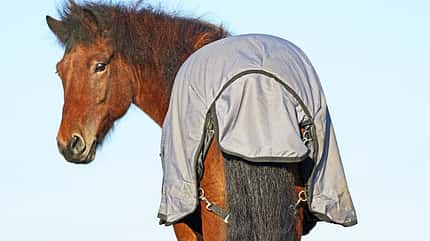 cav-201811-pferdedecken-hjalti-lir3872-v-amendo (jpg) cav-201811-pferdedecken-hjalti-lir3872-v-amendo (jpg)