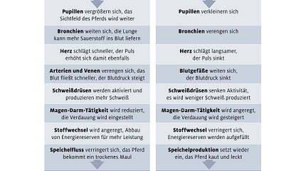 cav-201810-irrtuemer-pferdeverhalten-irrtum2 (jpg) cav-201810-irrtuemer-pferdeverhalten-irrtum2 (jpg)