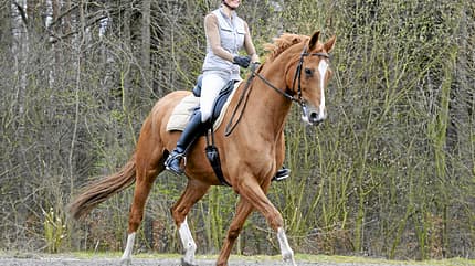 CAV Andrea Bethge Fuchs Trab