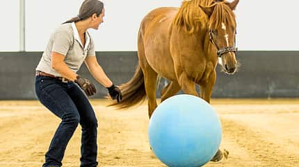CAV Vivian Gabor mit Pferd Ball CAV Vivian Gabor mit Pferd Ball