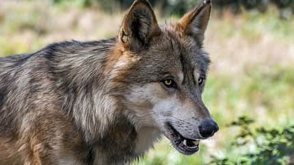 CAV Wolf Grau 680er CAV Wolf Grau 680er