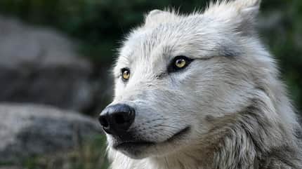 CAV Wolf 680er CAV Wolf 680er