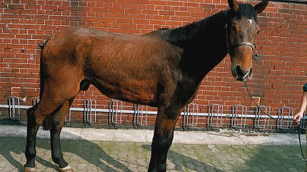 CAV Symptom-Lexikon Infektiöse Anämie