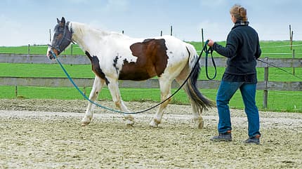 CAV Bodyformer Gurt Balance Giacomo CAV Bodyformer Gurt Balance Giacomo