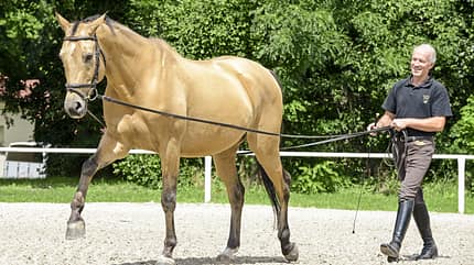 CAV Kinsky-Pferd an der Doppellonge CAV Kinsky-Pferd an der Doppellonge