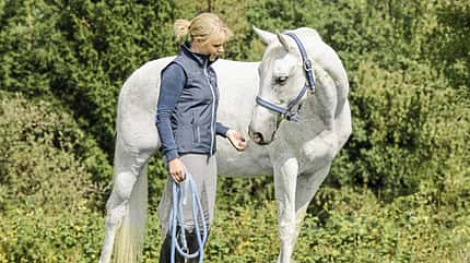 CAV Pferd mit Mensch auf Weide 680er CAV Pferd mit Mensch auf Weide 680er