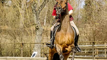CAV Scheuendes Pferd Schreckhaftig
