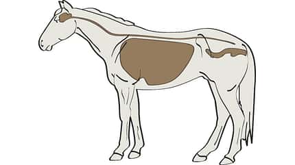 CAV Wo Viren das Pferd angreifen CAV Wo Viren das Pferd angreifen