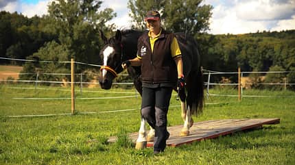 CAV Agility Anleitung Wippe Foto CAV Agility Anleitung Wippe Foto