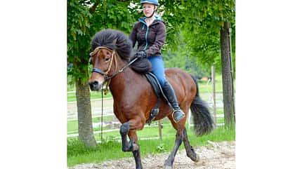 CAV Gebisslose Zäume im Test 2