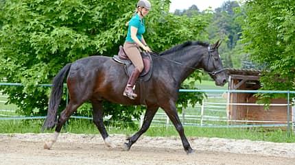 CAV Gebisslose Zäume im Test 1