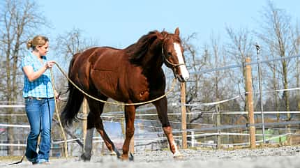 CAV Gebisslos Reiten Claudia Miller CAV Gebisslos Reiten Claudia Miller