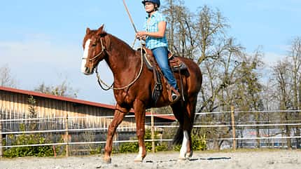 CAV Gebisslos Reiten Claudia Miller CAV Gebisslos Reiten Claudia Miller