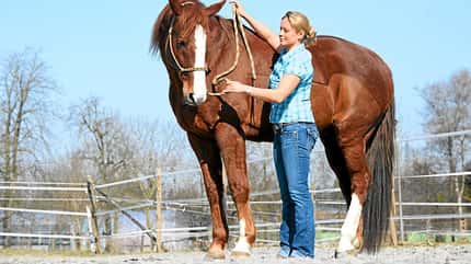 CAV Gebisslos Reiten Claudia Miller CAV Gebisslos Reiten Claudia Miller